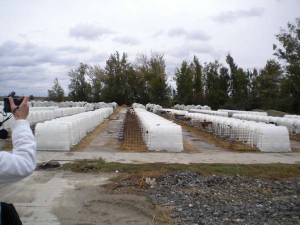 Deti za kravou 109 Teliatka v boxoch